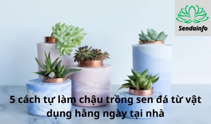 5 cách tự làm chậu trồng sen đá từ vật dụng hằng ngày tại nhà