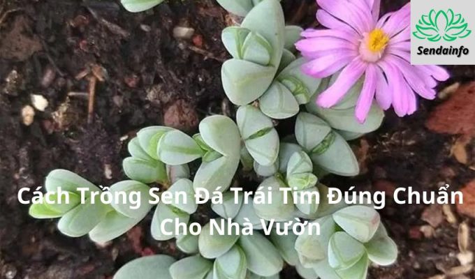 Cách Trồng Sen Đá Trái Tim Đúng Chuẩn Cho Nhà Vườn