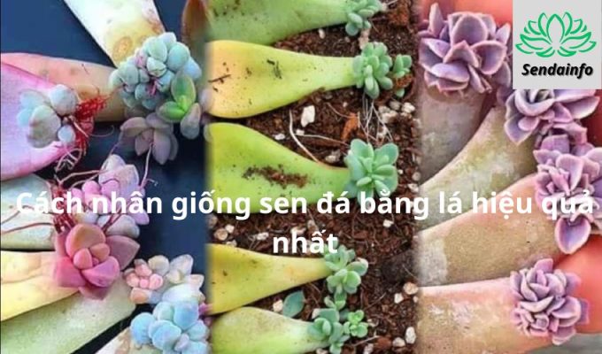 Cách nhân giống sen đá bằng lá hiệu quả nhất