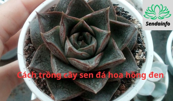 Cách trồng cây sen đá hoa hồng đen: Bí quyết thành công cho người yêu thích cây cảnh