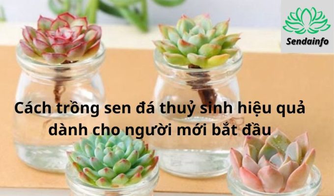 Cách trồng sen đá thuỷ sinh hiệu quả dành cho người mới bắt đầu