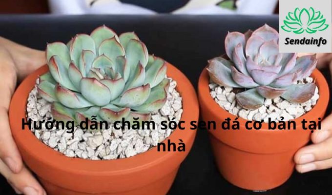 Hướng dẫn chăm sóc sen đá cơ bản tại nhà: Bí quyết và kinh nghiệm