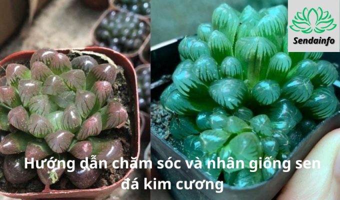 Hướng dẫn chăm sóc và nhân giống sen đá kim cương