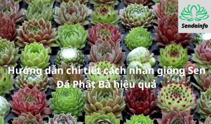 Hướng dẫn chi tiết cách nhân giống Sen Đá Phật Bà hiệu quả