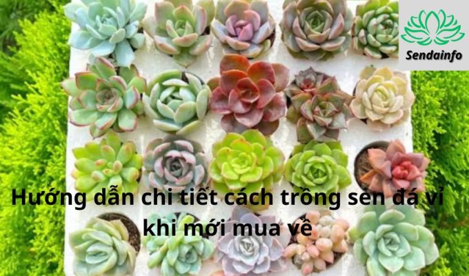 Hướng dẫn chi tiết cách trồng sen đá vỉ khi mới mua về