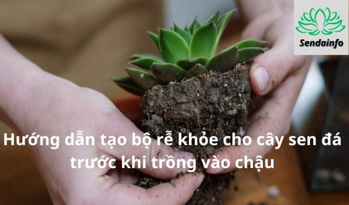 Hướng dẫn tạo bộ rễ khỏe cho cây sen đá trước khi trồng vào chậu