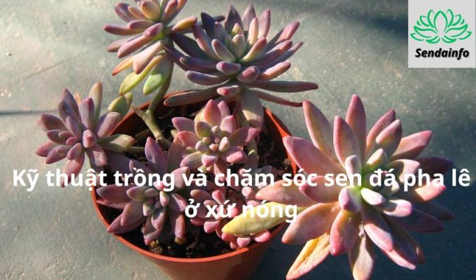 Kỹ thuật trồng và chăm sóc sen đá pha lê ở xứ nóng