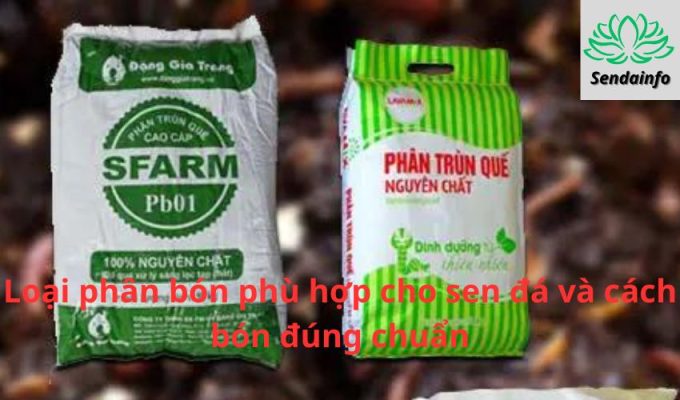 Loại phân bón phù hợp cho sen đá và cách bón đúng chuẩn