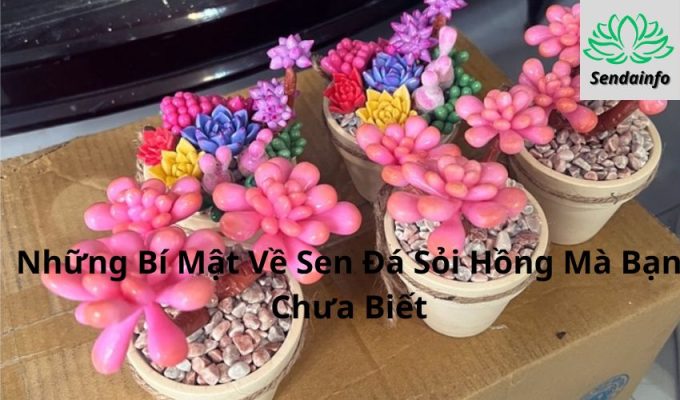 Những Bí Mật Về Sen Đá Sỏi Hồng Mà Bạn Chưa Biết