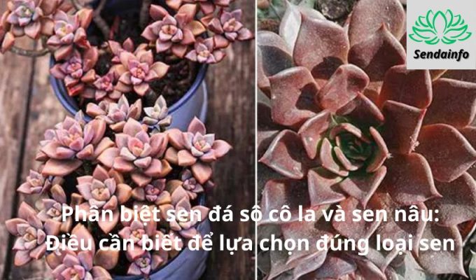 Phân biệt sen đá sô cô la và sen nâu: Điều cần biết để lựa chọn đúng loại sen