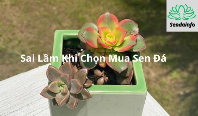 Top 5 Sai Lầm Khi Chọn Mua Sen Đá và Cách Tránh