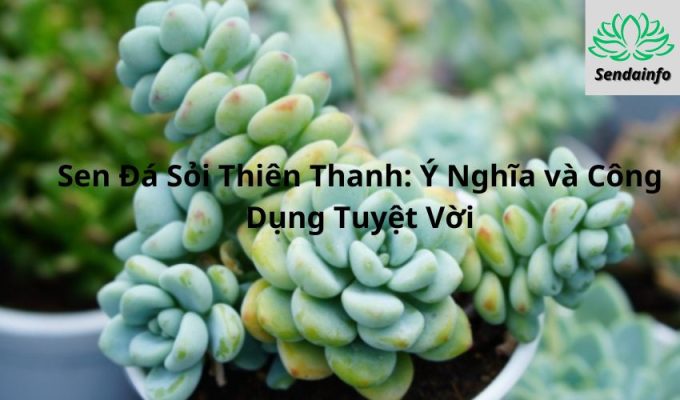 Sen Đá Sỏi Thiên Thanh: Ý Nghĩa và Công Dụng Tuyệt Vời