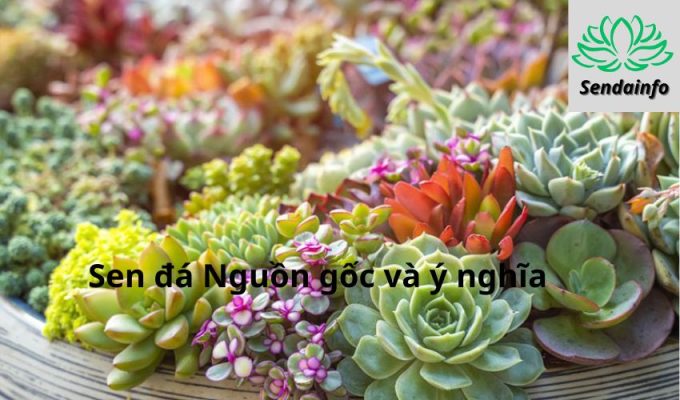 Sen đá Nguồn gốc và ý nghĩa: Tìm hiểu về cây sen đá