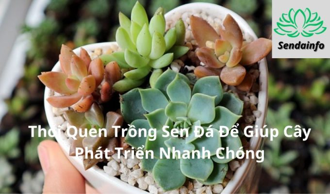 4 Thói Quen Trồng Sen Đá Để Giúp Cây Phát Triển Nhanh Chóng: Bí Quyết Hiệu Quả