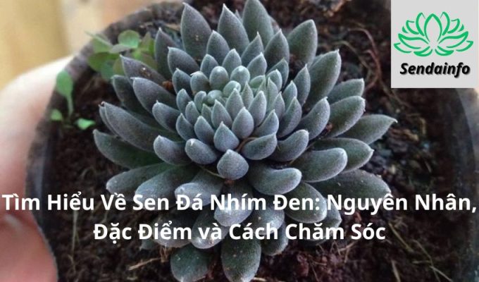 Tìm Hiểu Về Sen Đá Nhím Đen: Nguyên Nhân, Đặc Điểm và Cách Chăm Sóc