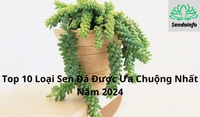 Top 10 Loại Sen Đá Được Ưa Chuộng Nhất Năm 2024: Bí Quyết Chăm Sóc Sen Đá Hiệu Quả