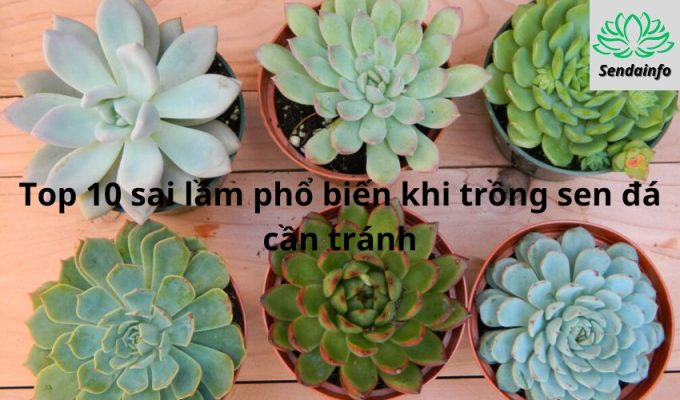 Top 10 sai lầm phổ biến khi trồng sen đá cần tránh