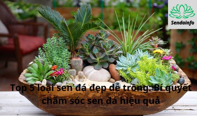 Top 5 loại sen đá đẹp dễ trồng: Bí quyết chăm sóc sen đá hiệu quả