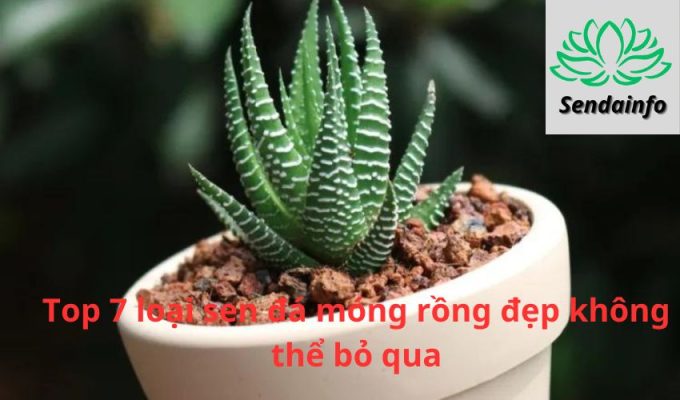 Top 7 loại sen đá móng rồng đẹp không thể bỏ qua