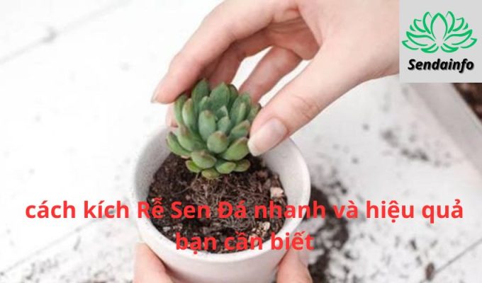 5 cách kích Rễ Sen Đá nhanh và hiệu quả bạn cần biết