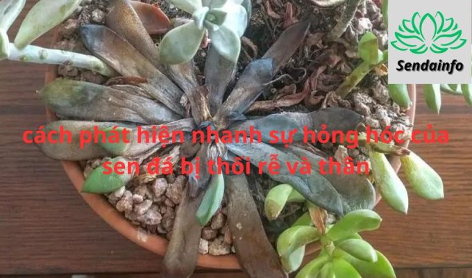 5 cách phát hiện nhanh sự hỏng hóc của sen đá bị thối rễ và thân