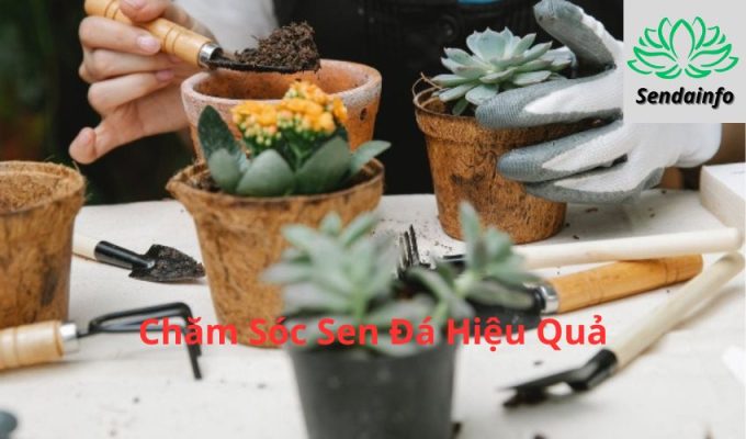 Kinh Nghiệm Chăm Sóc Sen Đá Hiệu Quả Ở Nơi Khí Hậu Nóng Ẩm