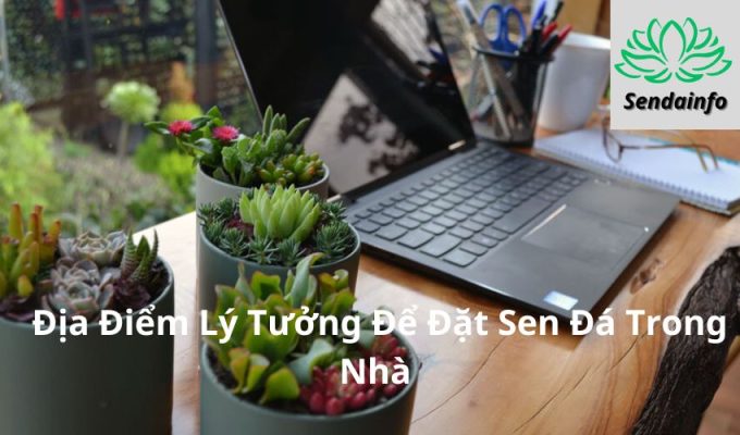 Top 5 Địa Điểm Lý Tưởng Để Đặt Sen Đá Trong Nhà